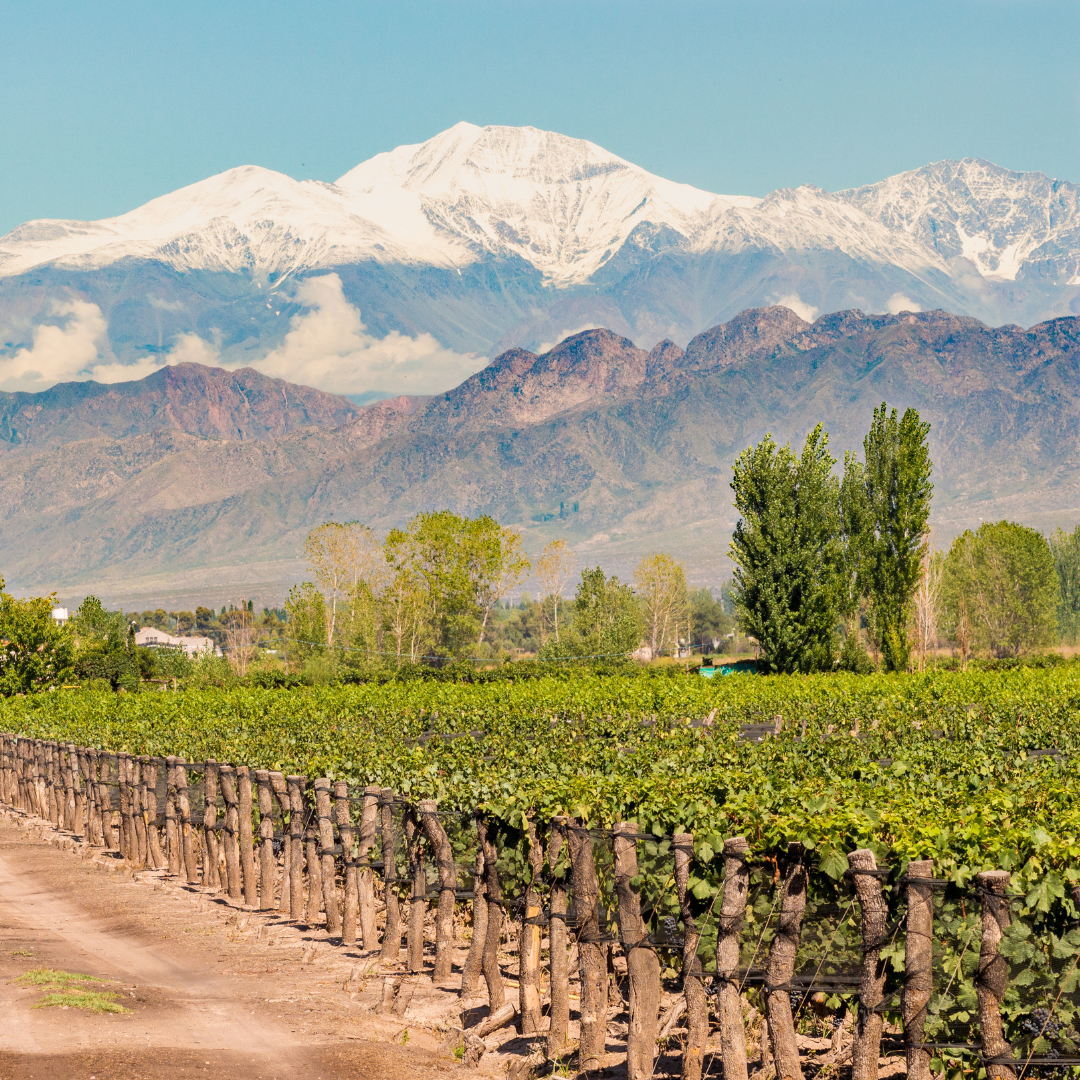 Masterclass Online: El Mundo del Malbec con Martín Bruno