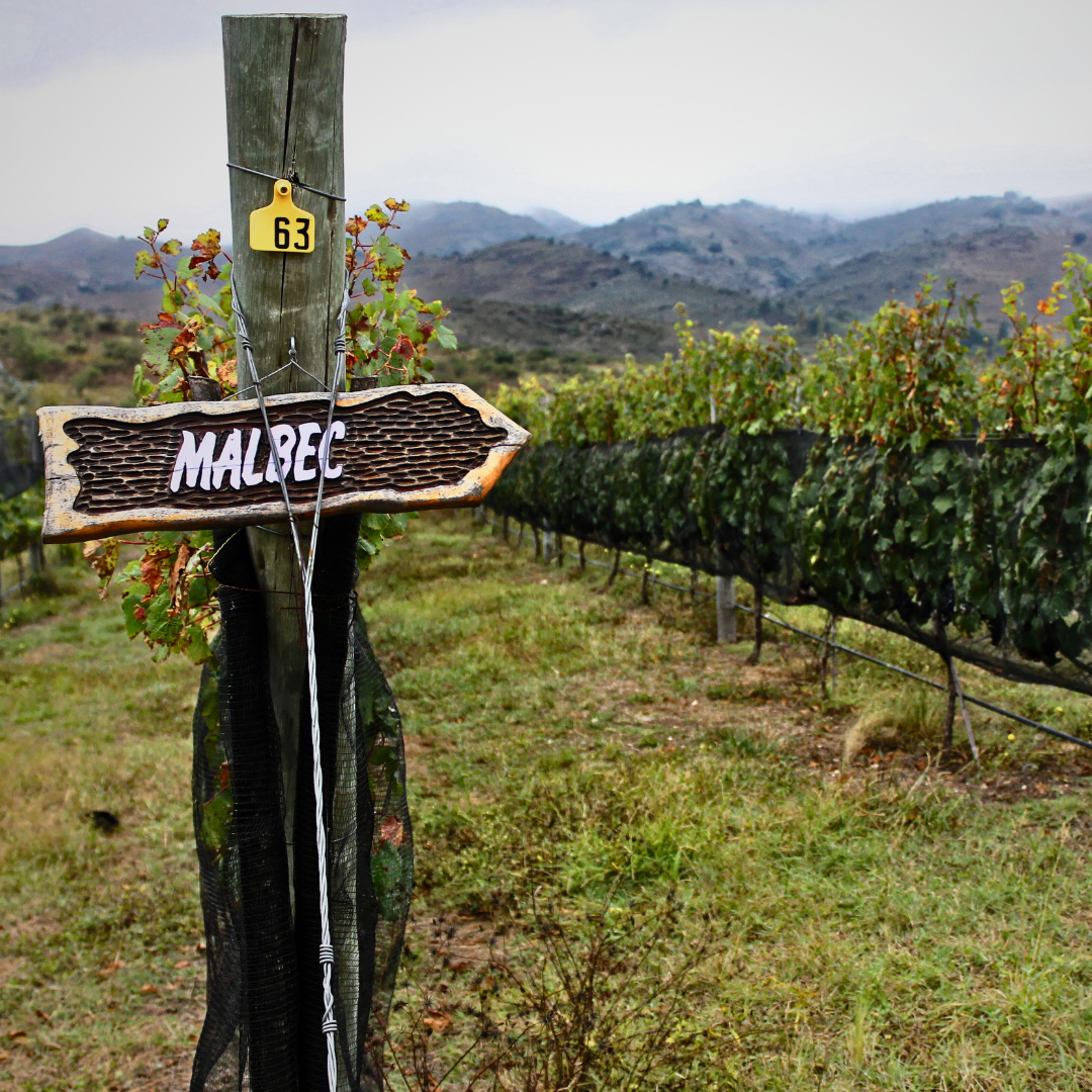 Masterclass Online: El Mundo del Malbec con Martín Bruno
