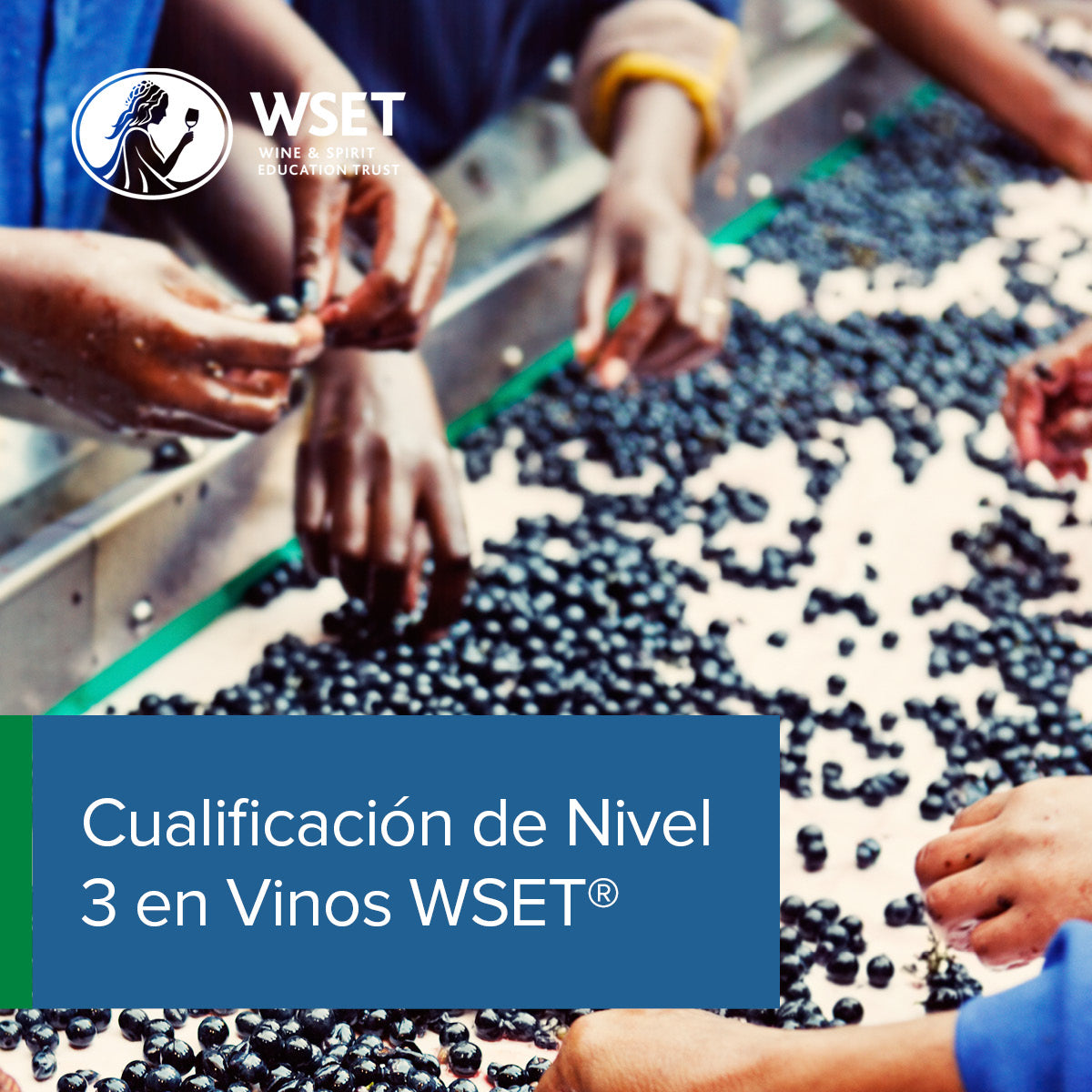 Curso Chile: Nivel 3 en vinos WSET® con Ferran Centelles