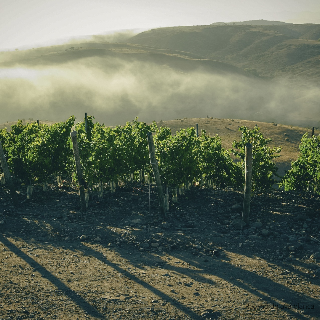 Descubre el fascinante mundo del vino: ABC del Vino con The Wine School Latam