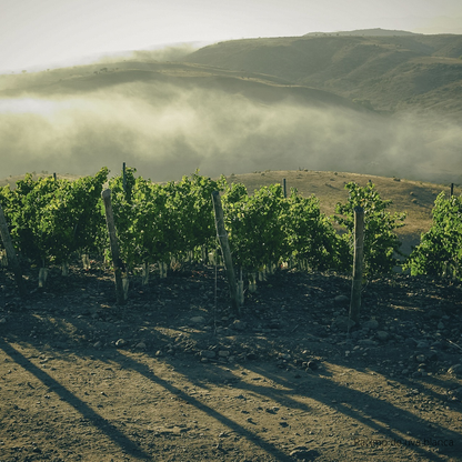 Descubre el fascinante mundo del vino: ABC del Vino con The Wine School Latam