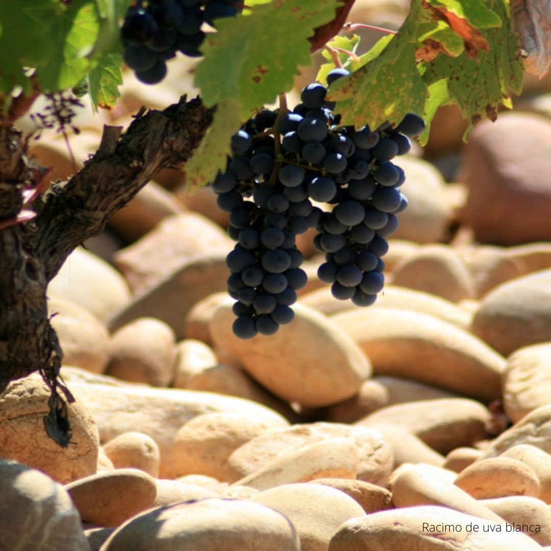 Descubre el fascinante mundo del vino: ABC del Vino con The Wine School Latam