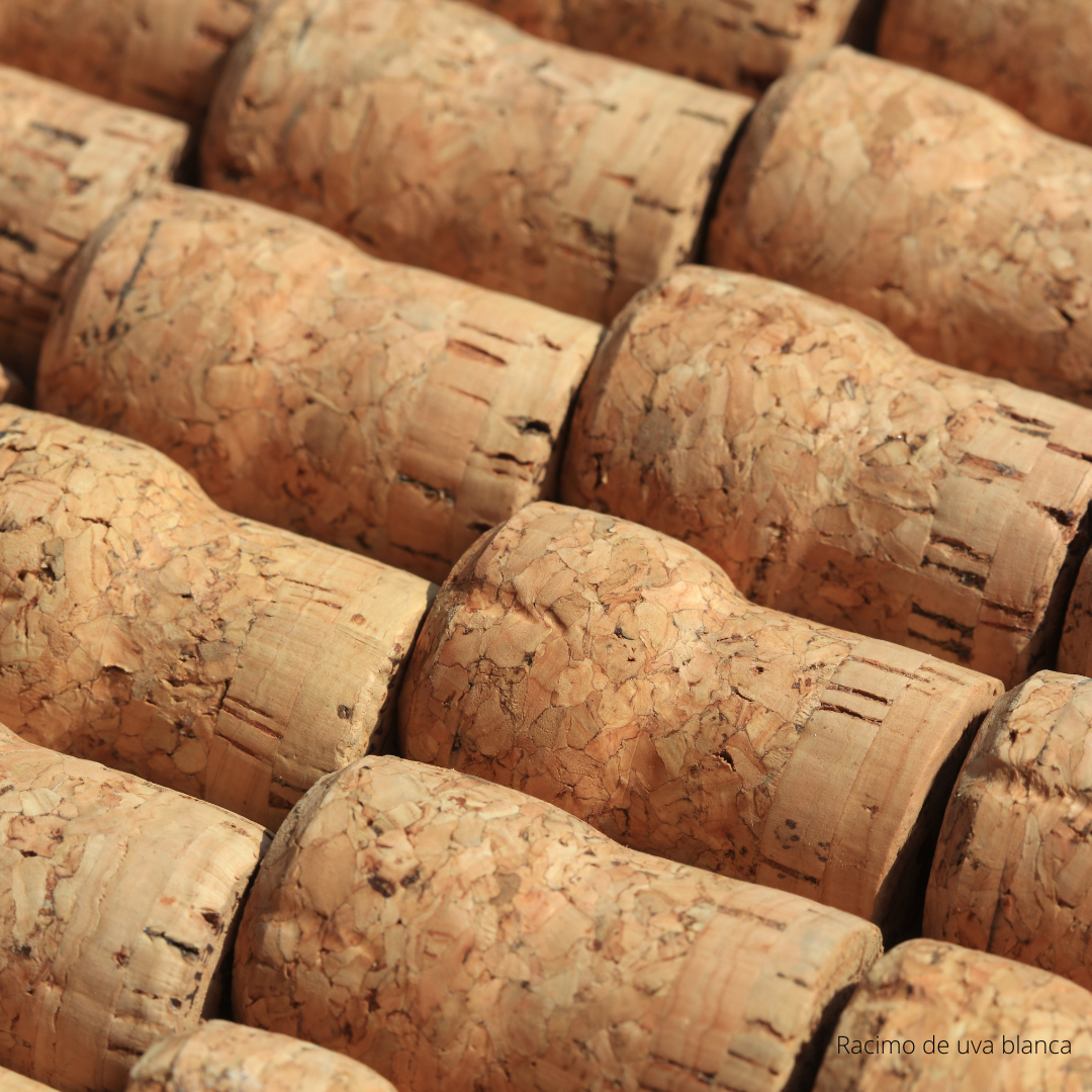 Disfruta las burbujas: ABC del Espumante con The Wine School Latam