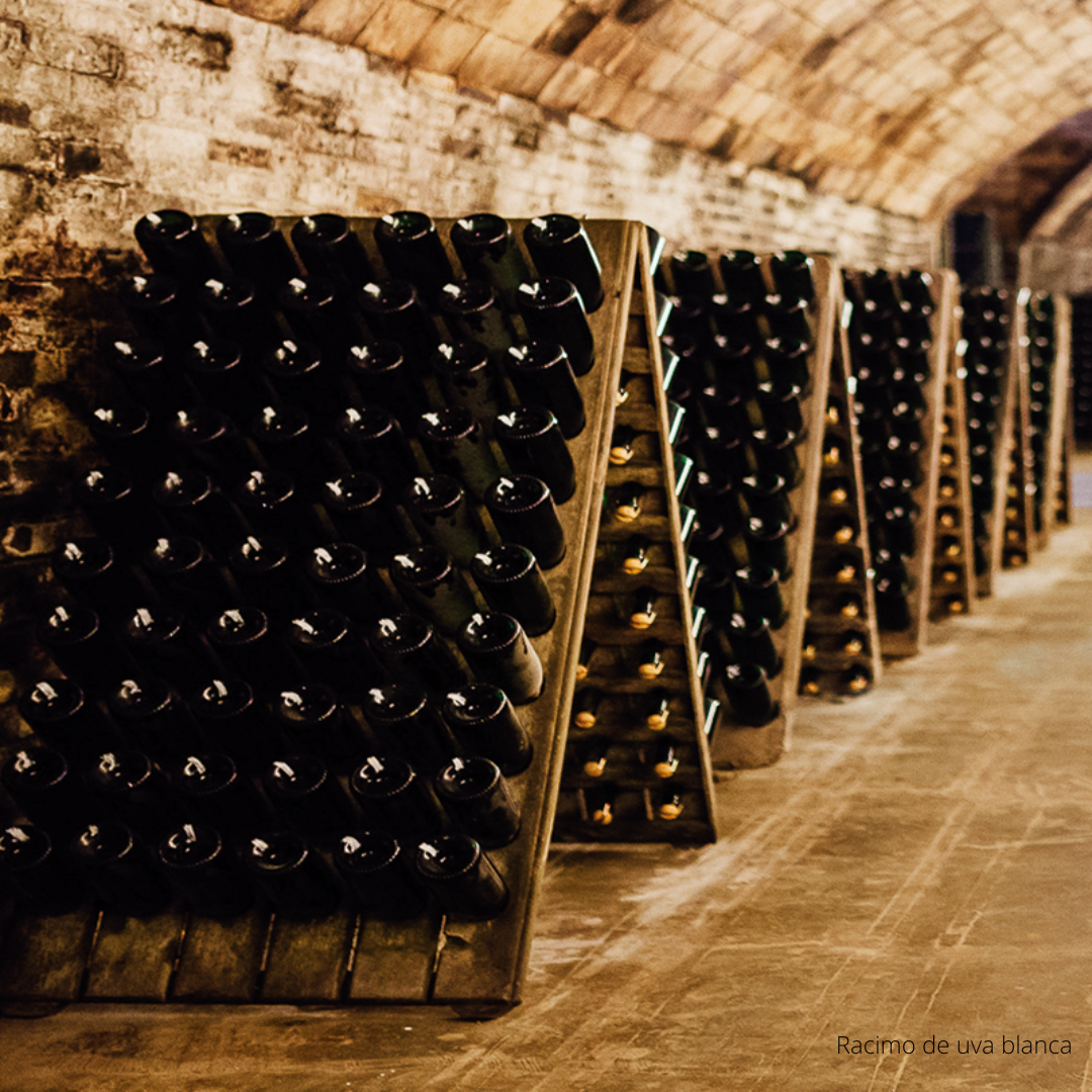 Disfruta las burbujas: ABC del Espumante con The Wine School Latam