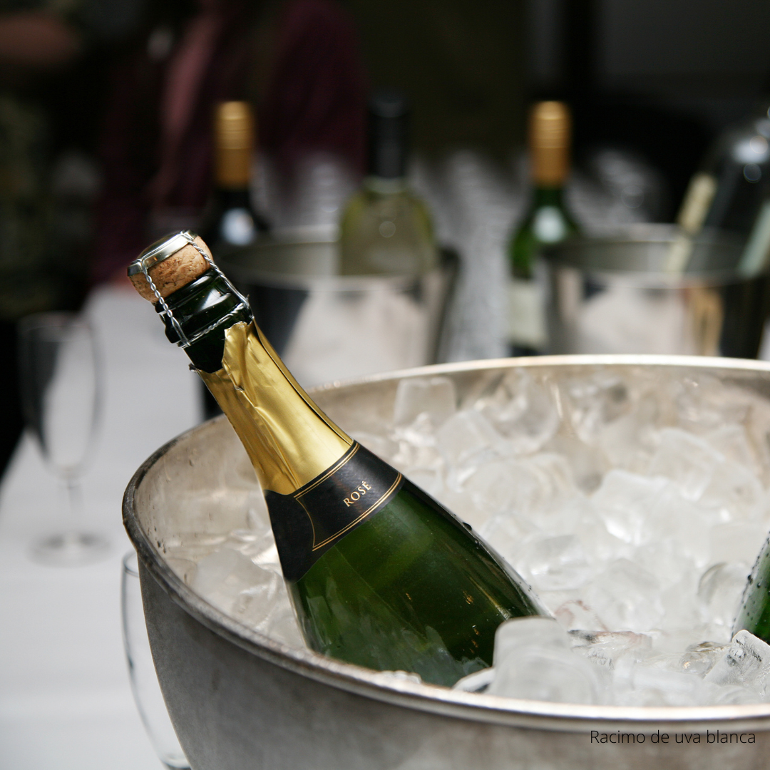 Disfruta las burbujas: ABC del Espumante con The Wine School Latam