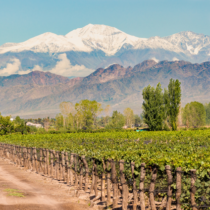 Masterclass Online: El Mundo del Malbec con Martín Bruno