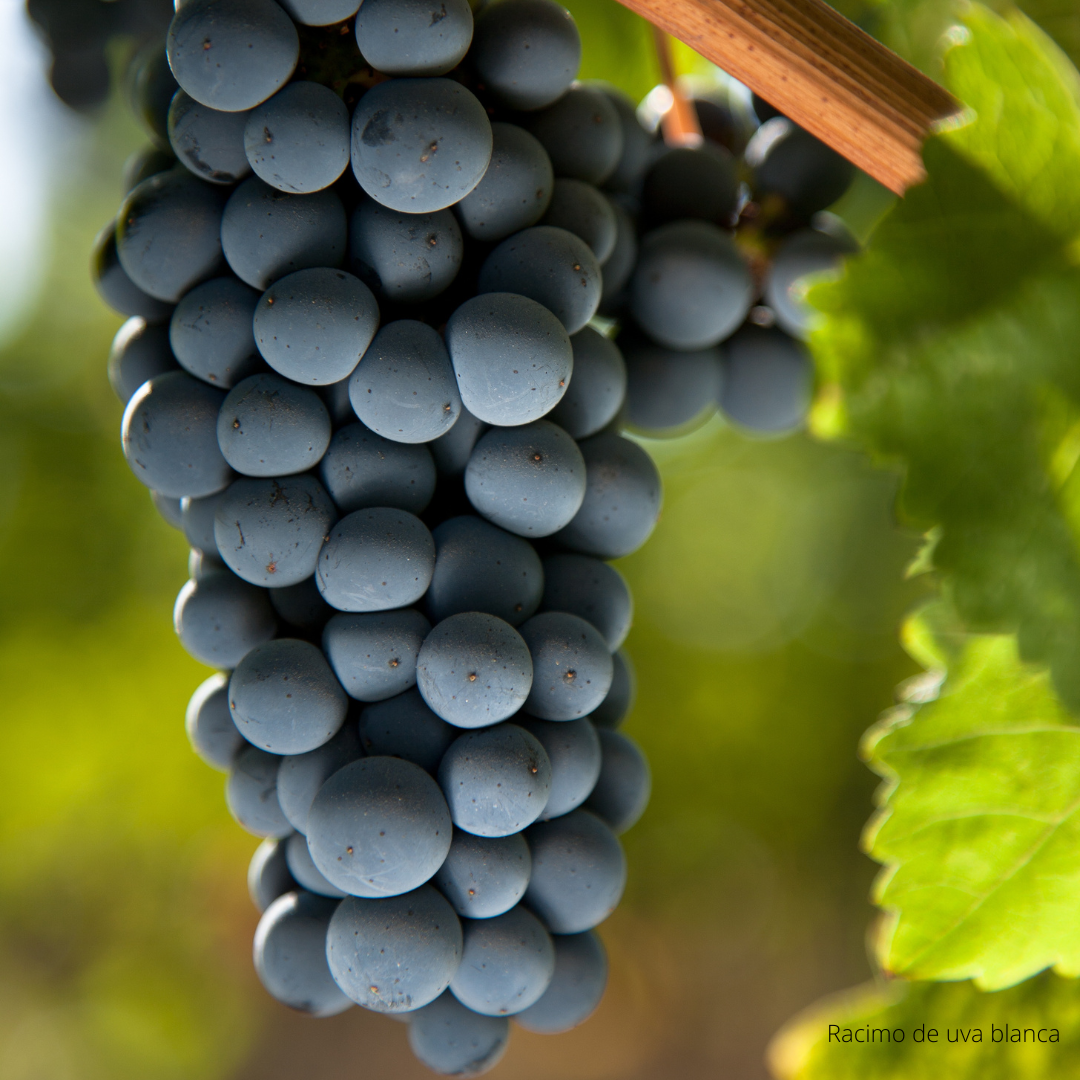 Descubre el fascinante mundo del vino: ABC del Vino con The Wine School Latam