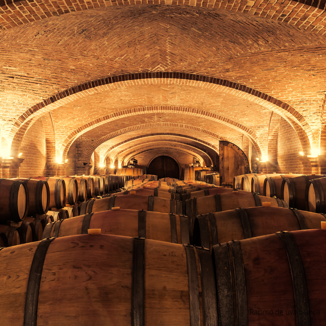Descubre el fascinante mundo del vino: ABC del Vino con The Wine School Latam