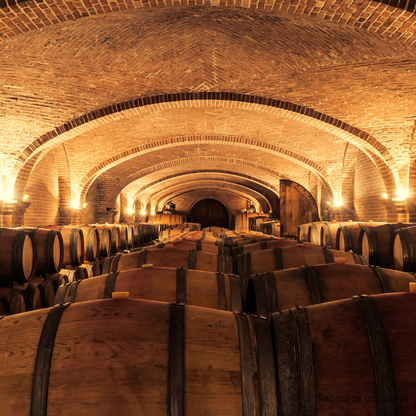 Descubre el fascinante mundo del vino: ABC del Vino con The Wine School Latam