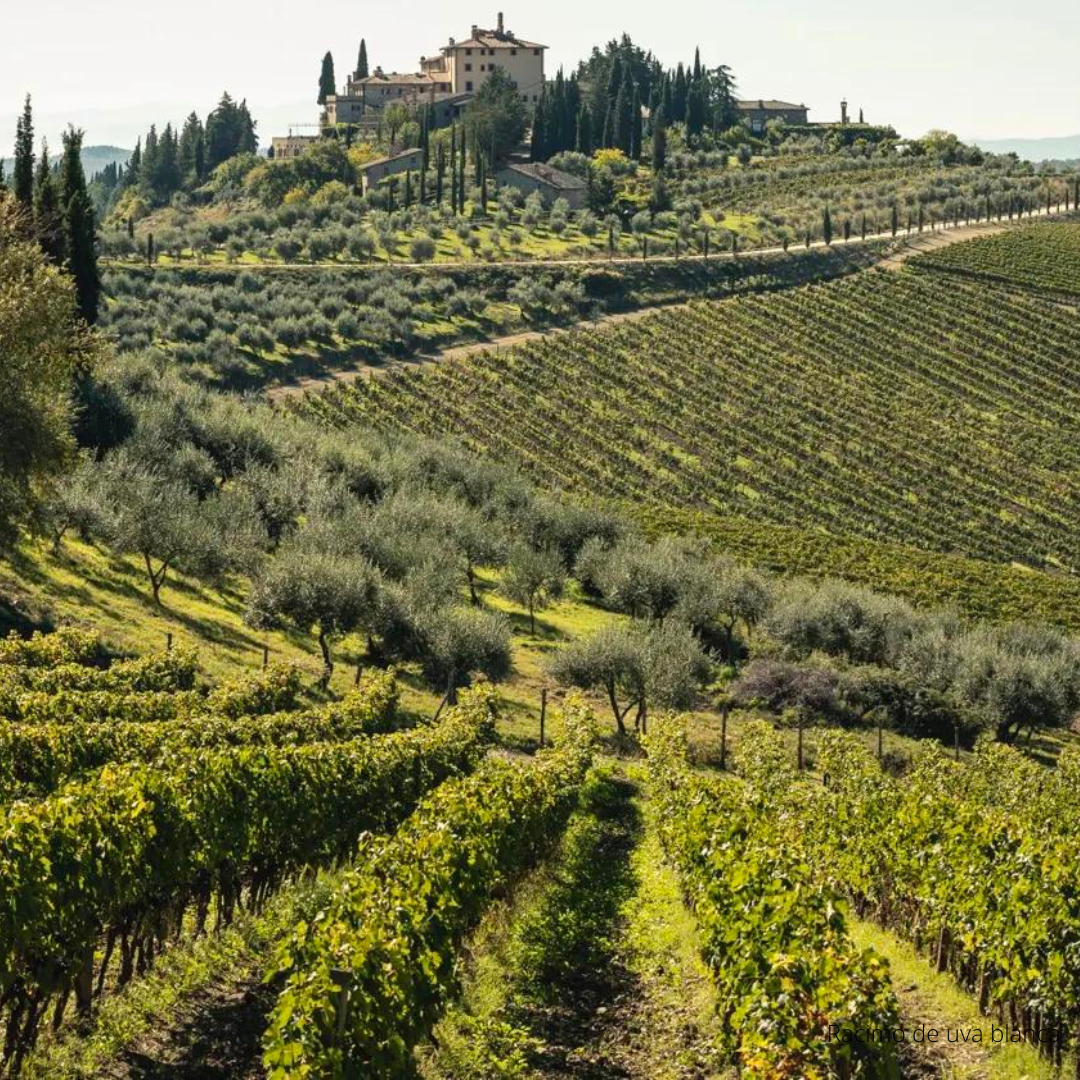 Descubre el fascinante mundo del vino: ABC del Vino con The Wine School Latam