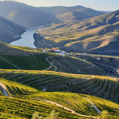 Descubre el fascinante mundo del vino: ABC del Vino con The Wine School Latam